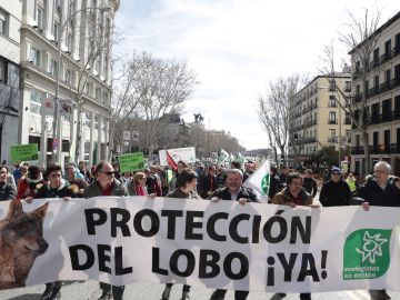 Unas 3.000 personas se manifiestan en Madrid para exigir la protección del lobo ibérico