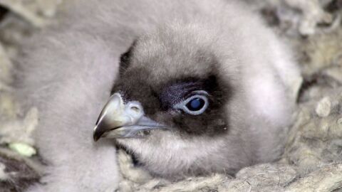 Nace en Andalucía el primer pollo de quebrantahuesos en libertad de 2018 Nace en Andalucía el primer pollo de quebrantahuesos en libertad de 2018