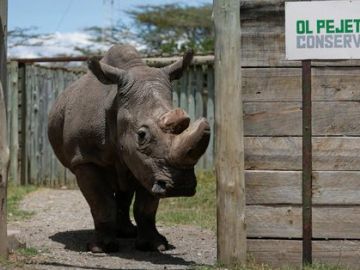 El último rinoceronte blanco del norte macho que quedaba en el mundo