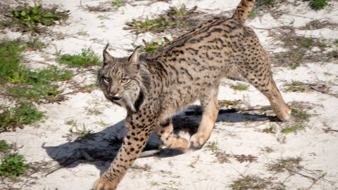 l Espacio Natural de Do&ntilde;ana inaugura el Observatorio del Lince
