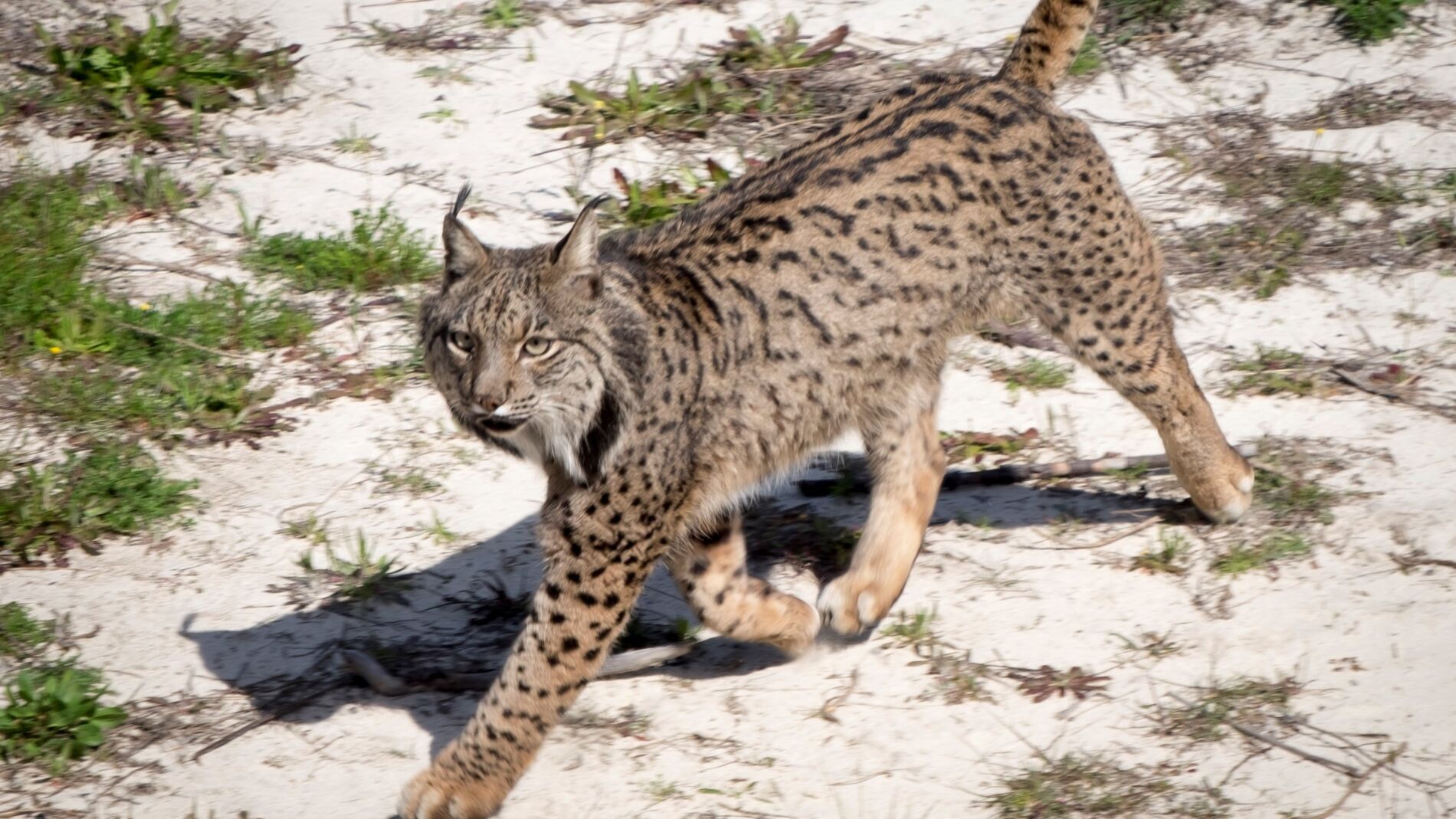 l Espacio Natural de Doñana inaugura el Observatorio del Lince