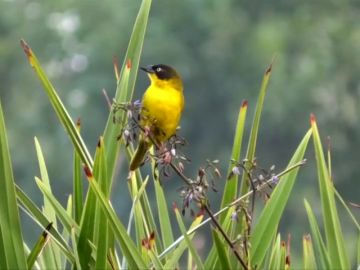 La pérdida de biodiversidad, una gran amenaza para el planeta