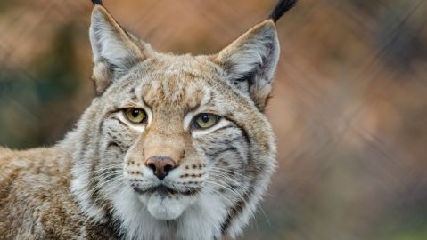 Foto lince