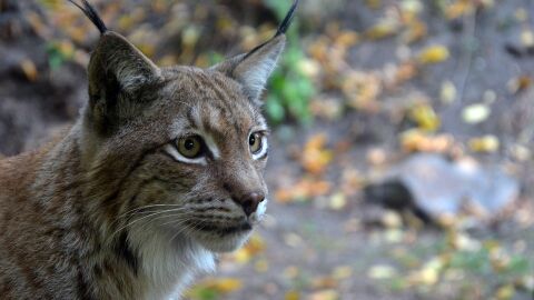 Lince Lince