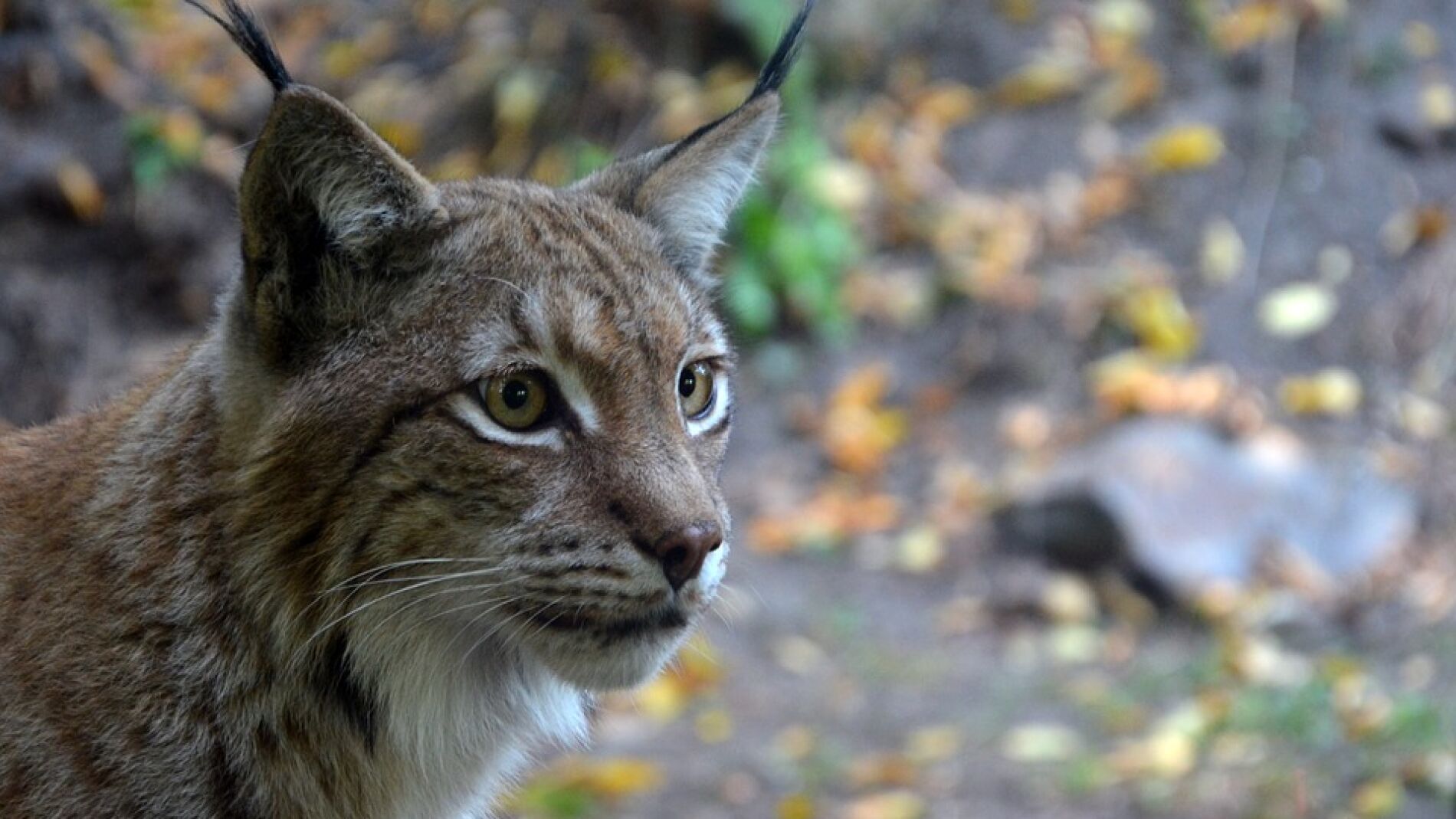 Lince