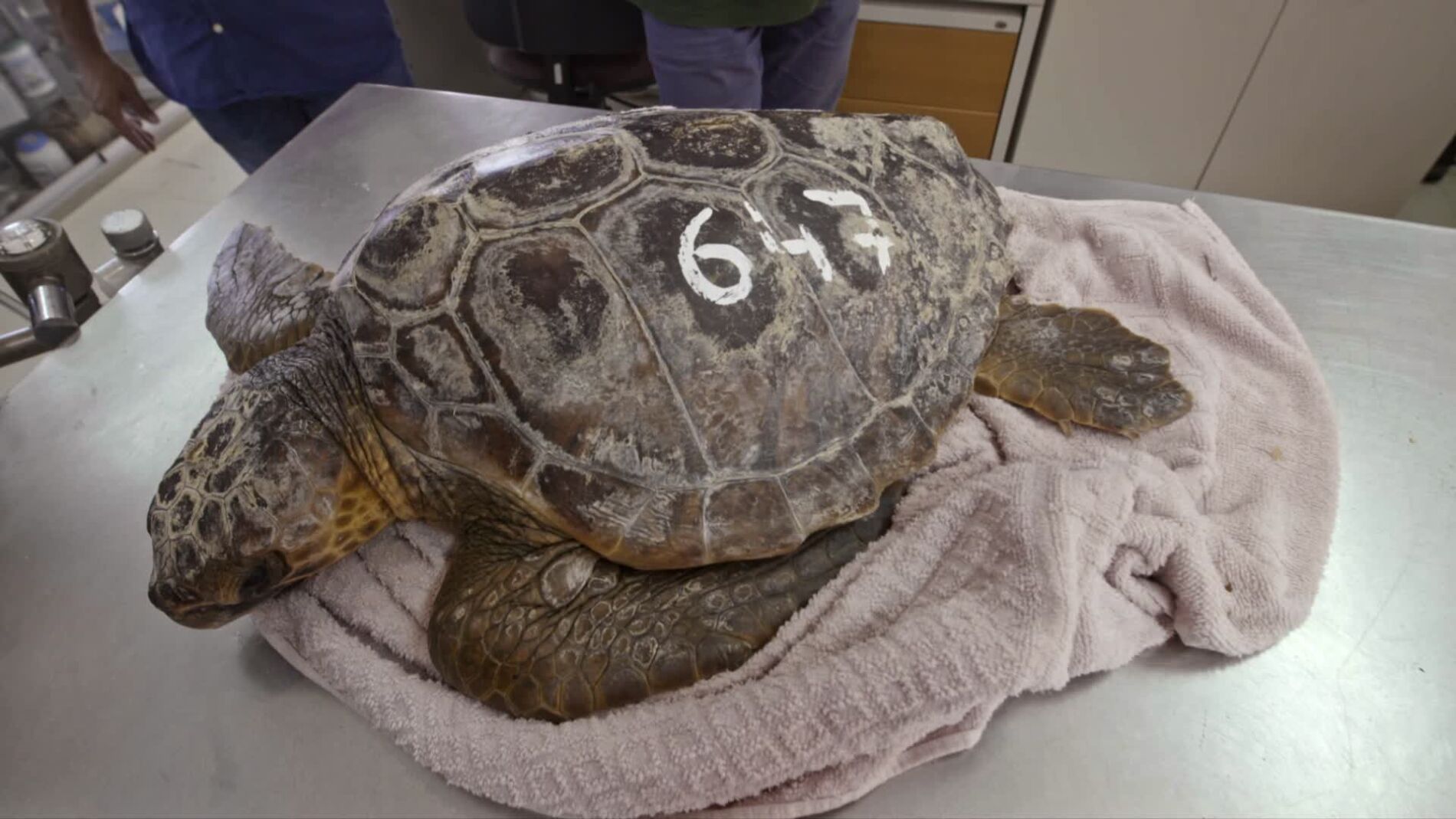 Imagen de archivo de una tortuga