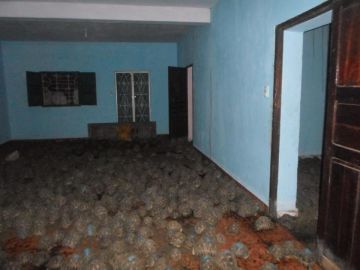 Rescatadas más de 10.000 tortugas de una vivienda