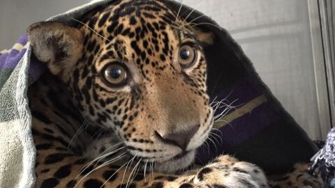 Un jaguar vuelve a caminar tras quedar cuadripléjico a causa de 18 disparos Un jaguar vuelve a caminar tras quedar cuadripléjico a causa de 18 disparos