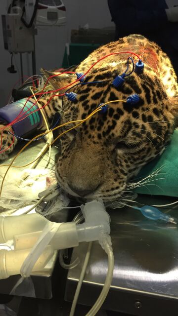 Un jaguar vuelve a caminar tras quedar cuadripléjico a causa de 18 disparos 