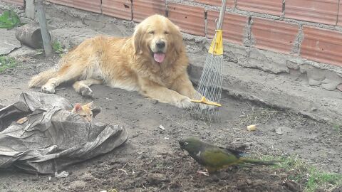 Una mujer ofrece su coche como recompensa para quien le ayude a encontrar a Santino, su perro perdido Una mujer ofrece su coche como recompensa para quien le ayude a encontrar a Santino, su perro perdido