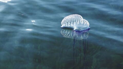 La carabela portuguesa en aguas de Baleares La carabela portuguesa en aguas de Baleares
