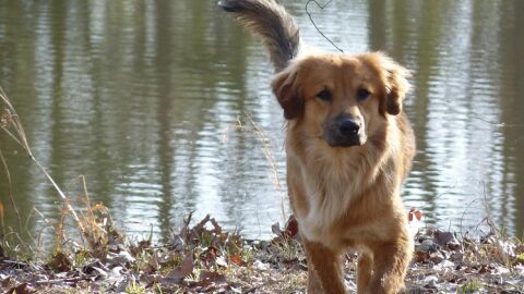 'KiwokoAdopta', una nueva plataforma que promueve la adopci&oacute;n responsable de animales
