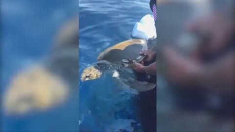Liberan a una tortuga enredada en un equipo de pesca