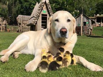 Un perro labrador adopta a nueve patitos que fueron abandonados por su madre 