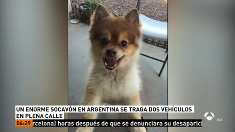Muere un perro que viajaba en la bodega de un avión en EEUU Muere un perro que viajaba en la bodega de un avión en EEUU