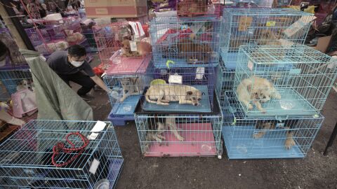 Miles de personas firman una petición para que deje de celebrarse el festival anual de carne de perro en China Miles de personas firman una petición para que deje de celebrarse el festival anual de carne de perro en China