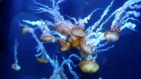 Mar de medusas (01-07-2018) Medusas conocidas como ortigas del mar del Pacífico se muestran en el acuario de Nausicaá, el Centro nacional francés del mar en la localidad de Boulogne-sur-Mer