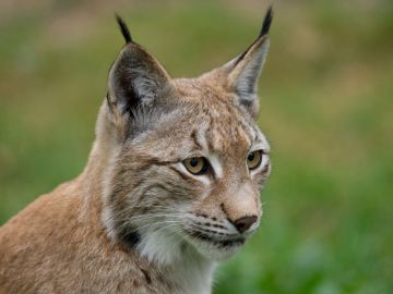 La caza ilegal amenaza también a los linces europeos