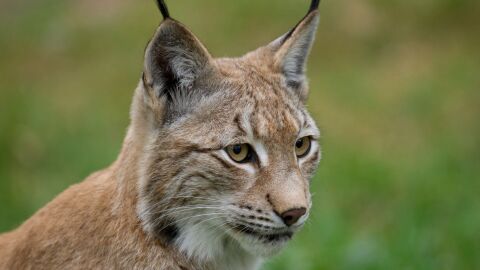 La caza ilegal amenaza tambien a los linces europeos