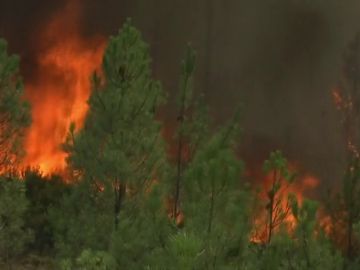 Los incendios forestales, un problema medioambiental que afecta a todos 