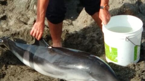 Rescatan a una cr&iacute;a de delf&iacute;n varada en una playa de M&aacute;laga