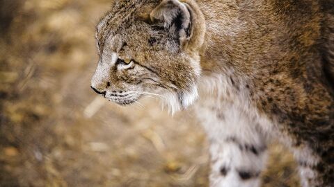 El 80% de los cachorros de lince ibérico del Programa de Cría en Cautividad han sobrevivido 39 NUEVOS EJEMPLARES