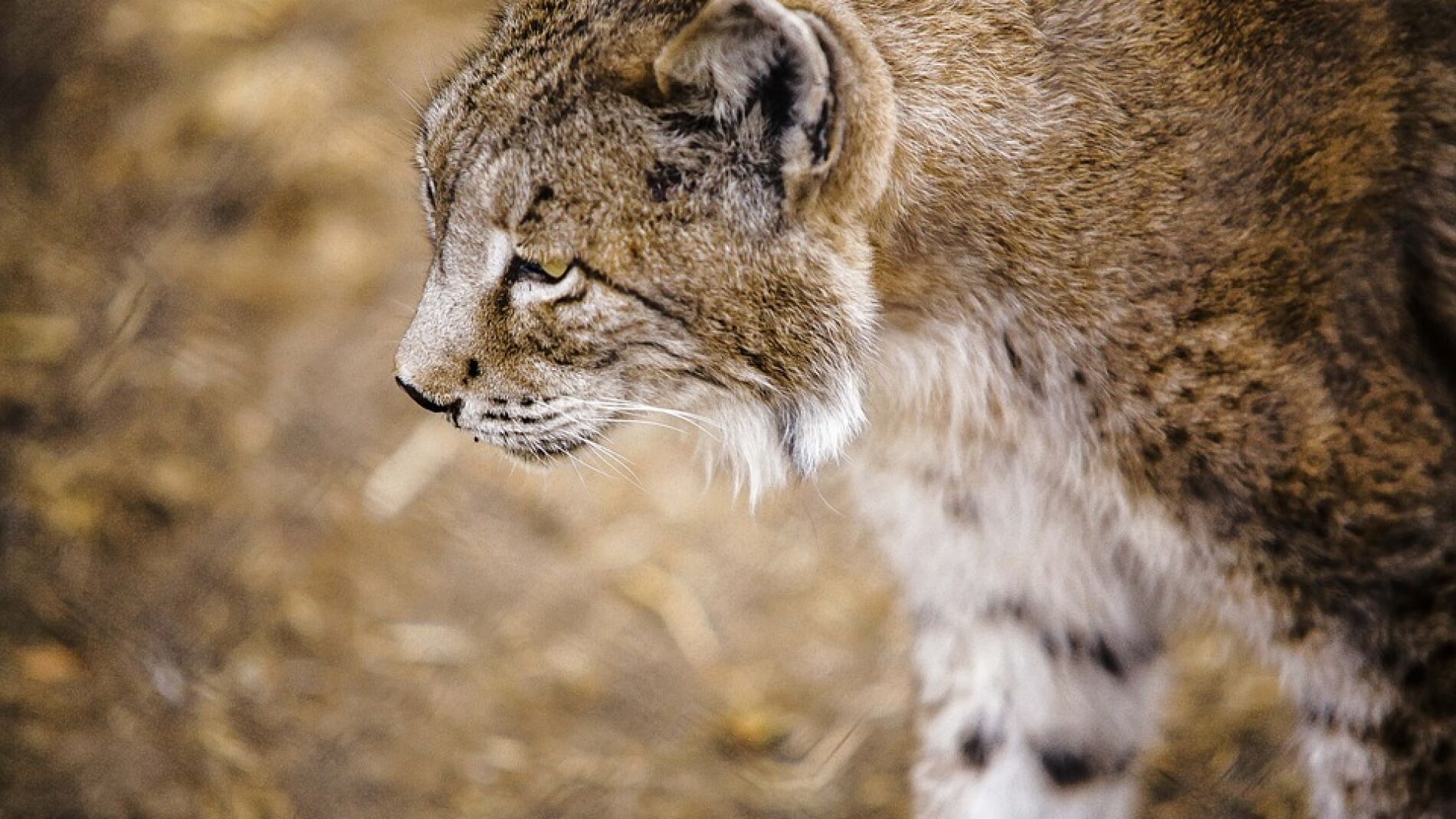 El 80% de los cachorros de lince ibérico del Programa de Cría en Cautividad han sobrevivido