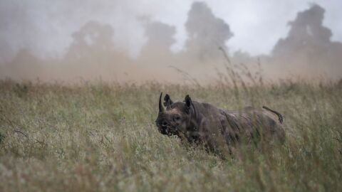 Fallece el último de los once rinocerontes negros trasladados a un parque natural de Kenia Fallece el último de los once rinocerontes negros trasladados a un parque natural de Kenia