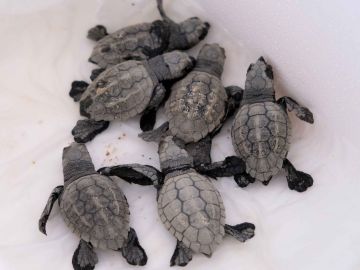 Tortugas bobas recién nacidas en la playa de Mataró