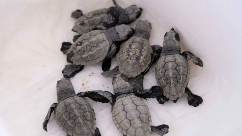 Tortugas bobas recién nacidas en la playa de Mataró Tortugas bobas recién nacidas en la playa de Mataró