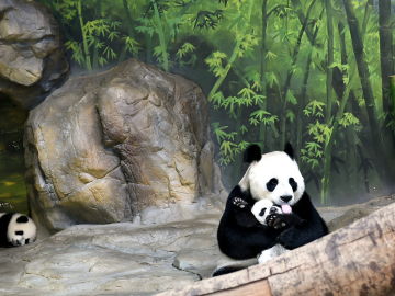 China abrirá su primera parque nacional de osos panda