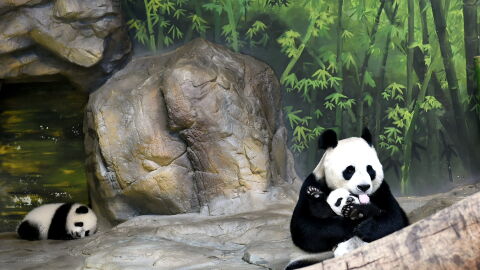 China abrir&aacute; su primera parque nacional de osos panda