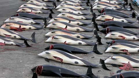 matanza de ballenas en las Islas Feroe matanza de ballenas en las Islas Feroe