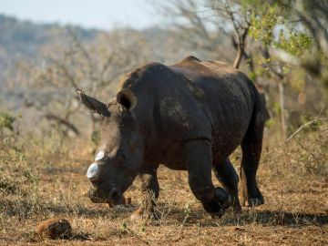 Descuernan a los rinocerontes africanos para protegerlos de la caza furtiva