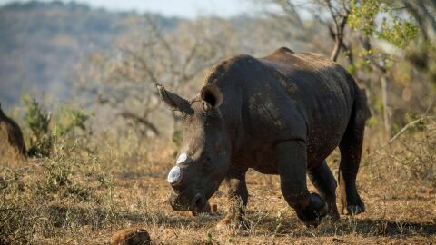 Descuernan a los rinocerontes africanos para protegerlos de la caza furtiva