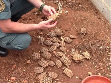 Algunas de las 1.200 tortugas intervenidas por la Guardia Civil