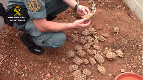 Algunas de las 1.200 tortugas intervenidas por la Guardia Civil Algunas de las 1.200 tortugas intervenidas por la Guardia Civil