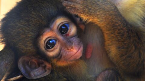 Nace el primate más pequeño africano en Bioparc Valencia Nace el primate más pequeño africano en Bioparc Valencia