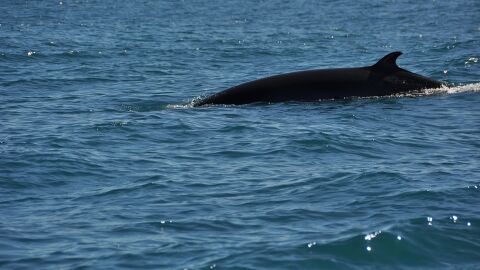 Japón captura 177 ballenas en el Pacífico durante la temporada de pesca Japón captura 177 ballenas en el Pacífico durante la temporada de pesca