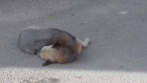 Perro en el suelo Perro en el suelo