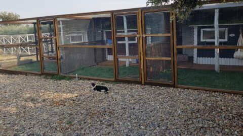 Fotografía facilitada por Almudena Díaz-Miguel, propietaria de Gatosphera, un hotel para gatos ubicado en Madrid