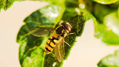 Francia proh&iacute;be cinco pesticidas para proteger las colonias de abejas 