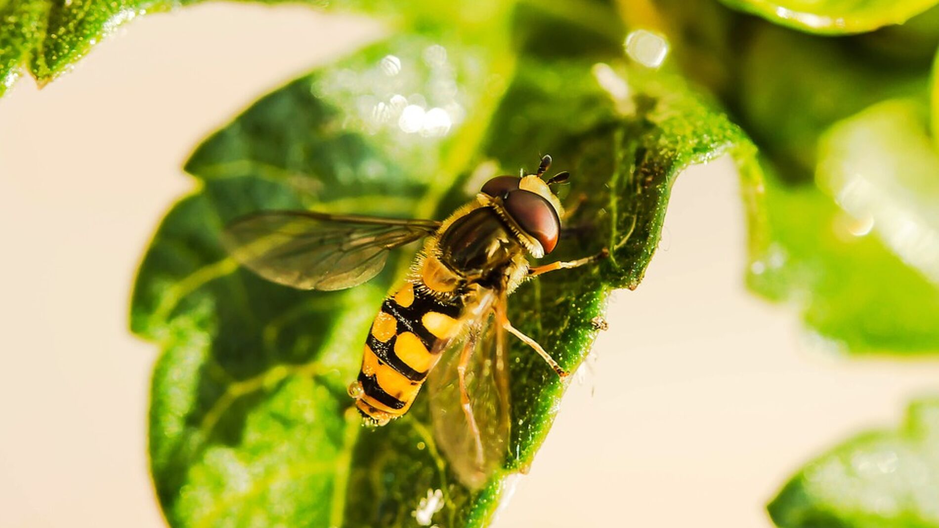 Francia prohíbe cinco pesticidas para proteger las colonias de abejas 