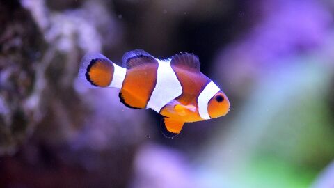 Así logra el pez payaso sus colores Así logra el pez payaso sus colores