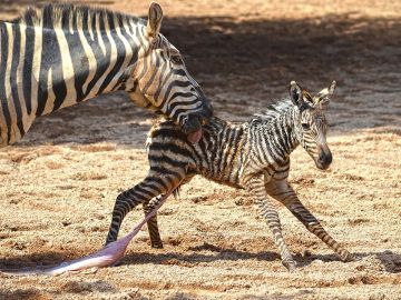  Los cuidadores de BIOPARC Valencia salvan a una cebra recién nacida tras caer a la ría