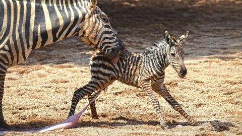 Los cuidadores de BIOPARC Valencia salvan a una cebra recién nacida tras caer a la ría Los cuidadores de BIOPARC Valencia salvan a una cebra recién nacida tras caer a la ría