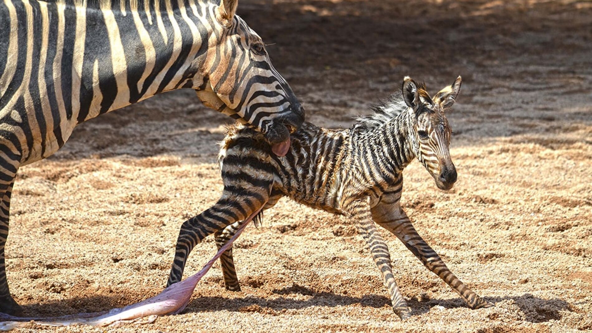 Los cuidadores de BIOPARC Valencia salvan a una cebra recién nacida tras caer a la ría