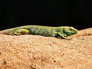 Así cambia de color un tipo de lagartijas de un desierto de California