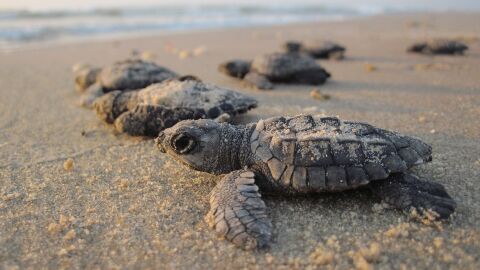 Tortugas anidando en una playa