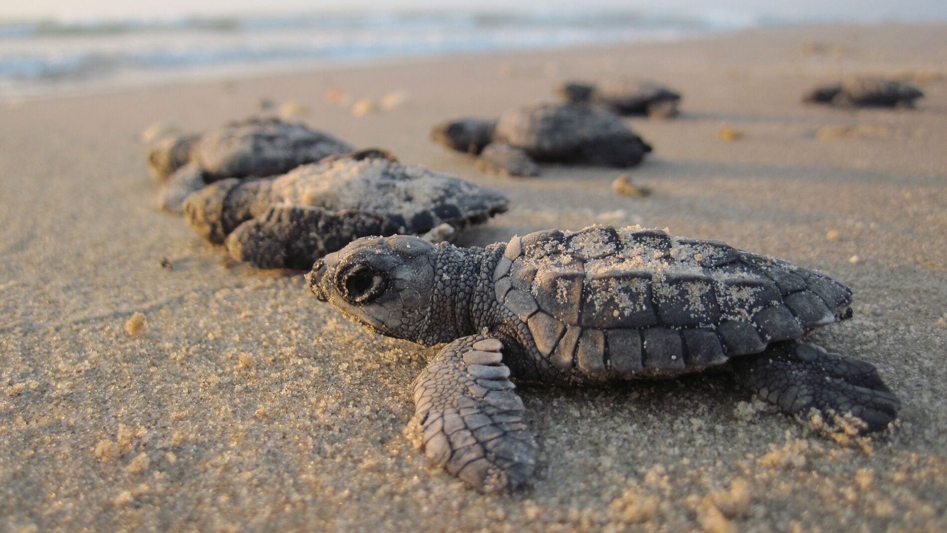 Tortugas anidando en una playa
